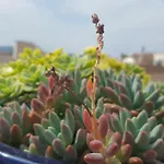 Apartman Garden Terrace