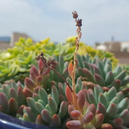 アパート Garden Terrace