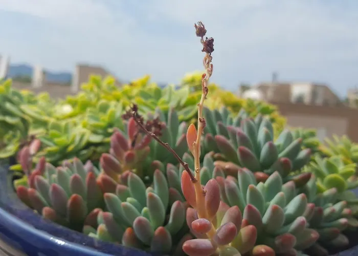 Apartmán Garden Terrace